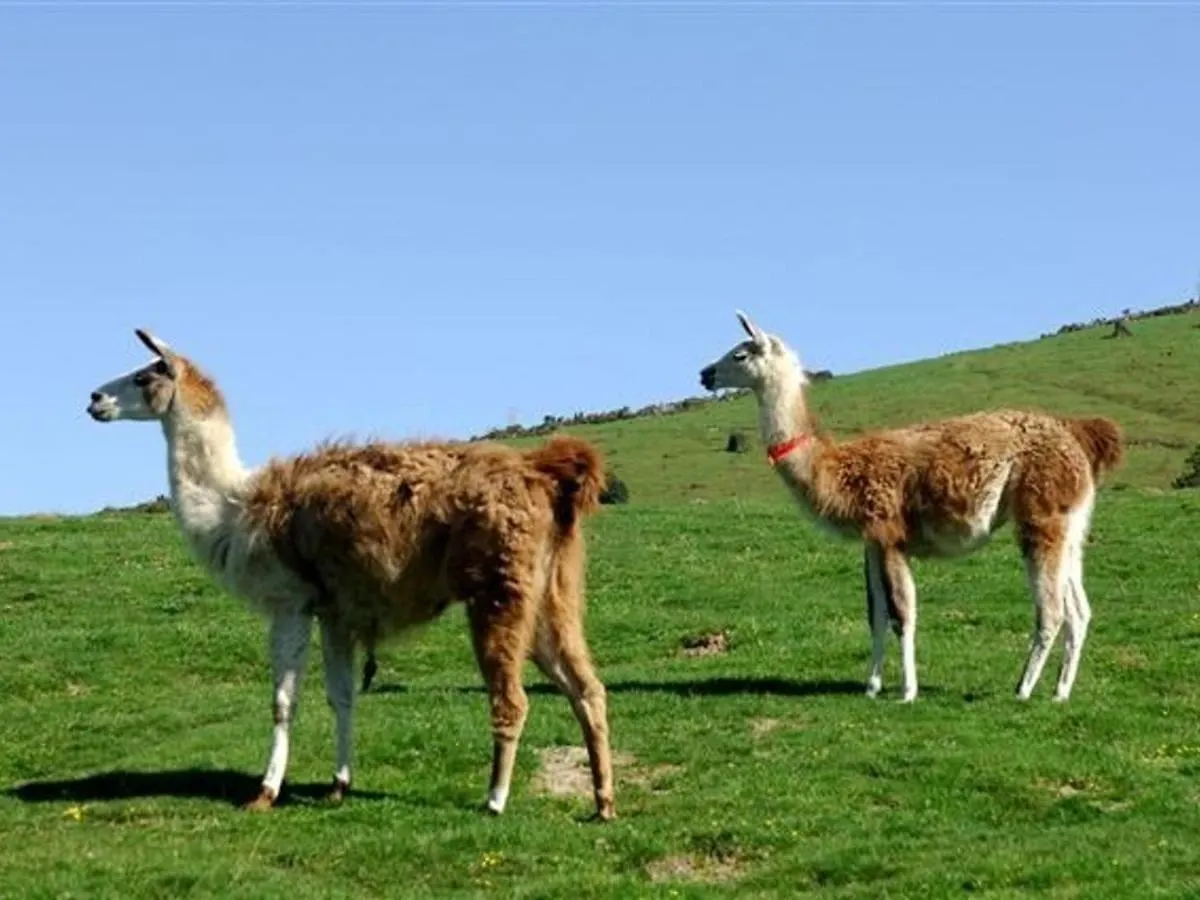 Studio Cabine 4 Pers - Pied Des Pistes - Parking - Animaux Autorises - Fr-1-404-50 لا مونجي شقة